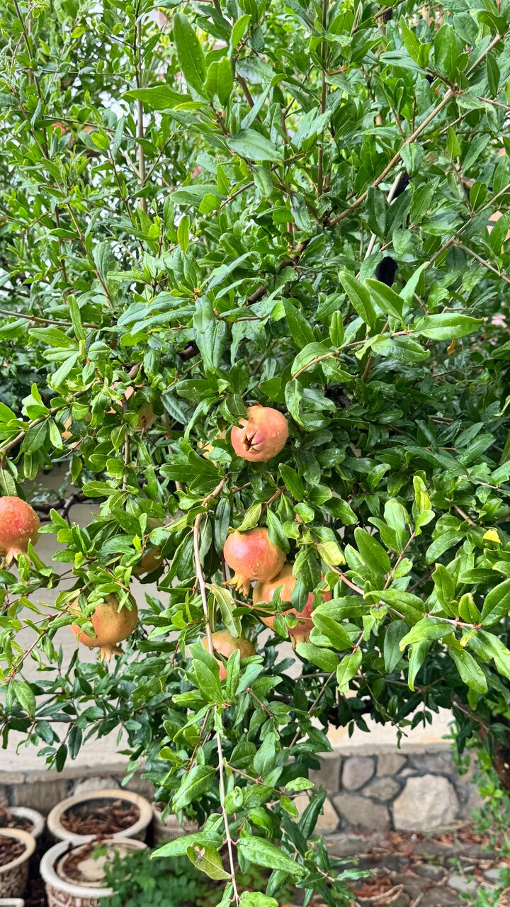 Гостиница Гостиный дом на Меганоме Судак-117