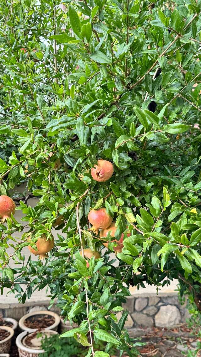 Гостиница Гостиный дом на Меганоме Судак-116