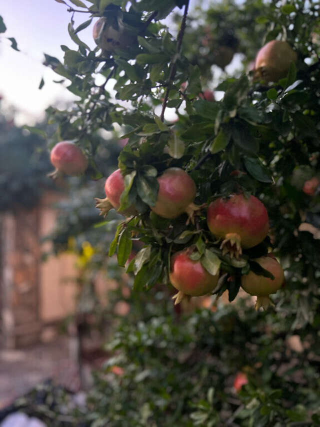 Гостиница Гостиный дом на Меганоме Судак-68